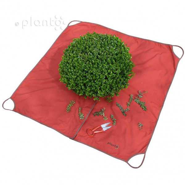 Buchsbaum Formschnitt Tuch